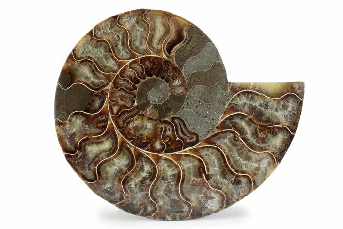 Cut & Polished Ammonite Fossil (Half) - Madagascar #362369